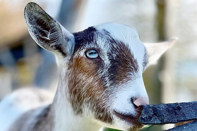 High Goat Jumble in Ontario - Onsite Café and Refreshments