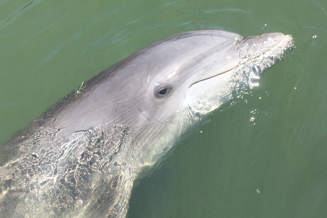 Hilton Head Island Dolphin Boat Cruise - Additional Information