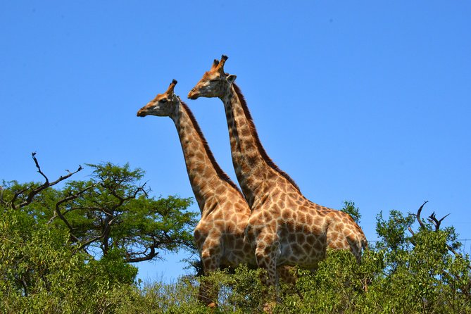 Hluhluwe Imfolozi Safari Day Tour From Durban - Customer Feedback