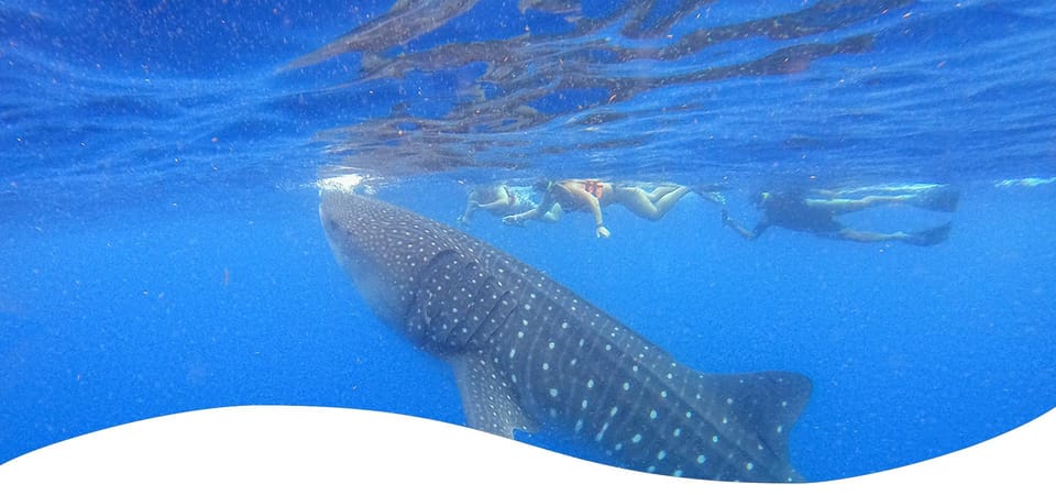 Holbox: Swimming With Wild Whale Sharks Boat Trip - Guided Swimming & Snorkeling