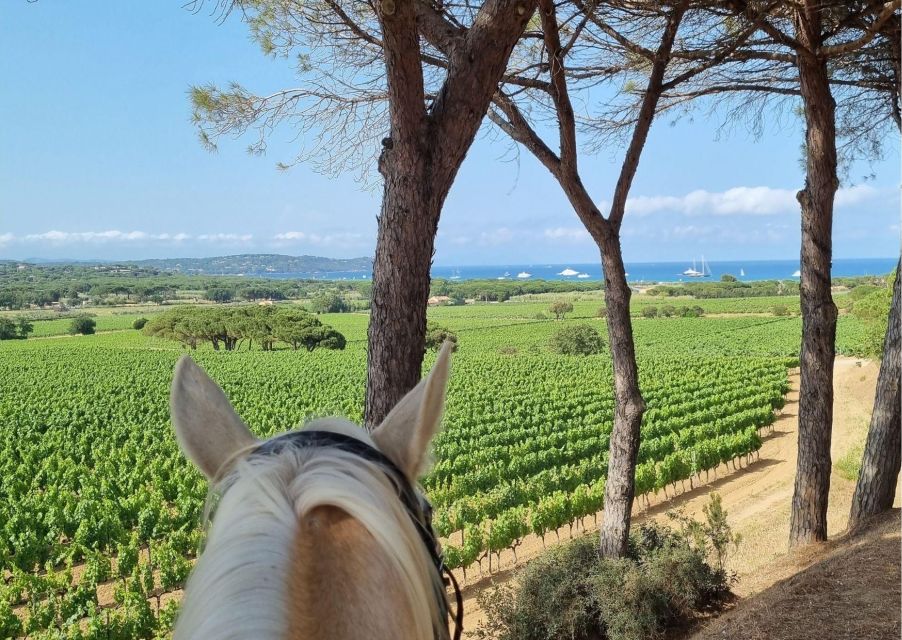 Horse Back Riding and Wine Tasting in Ramatuelle - Certified Instructors and Wine Guides