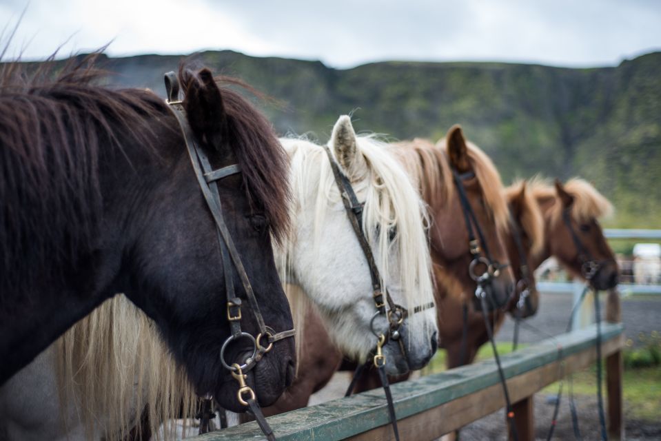 Horse Riding Tour in Reykjadalur (Hotspring Valley) - Driving Directions