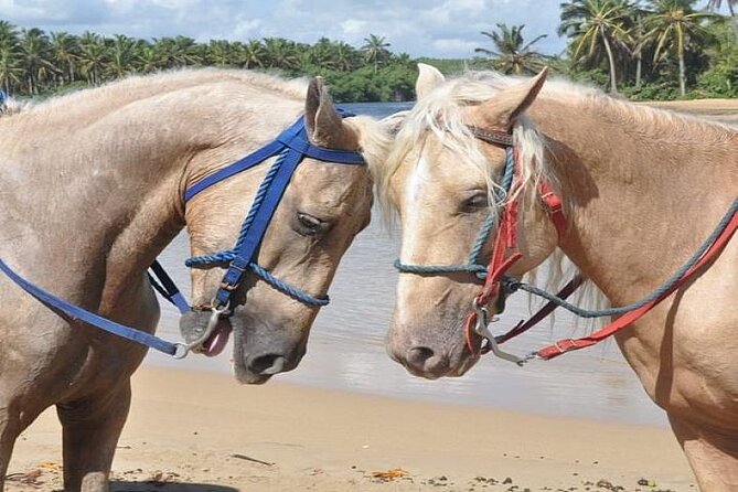 Horseback Riding to Maimon River From Punta Cana - Equipment and Amenities