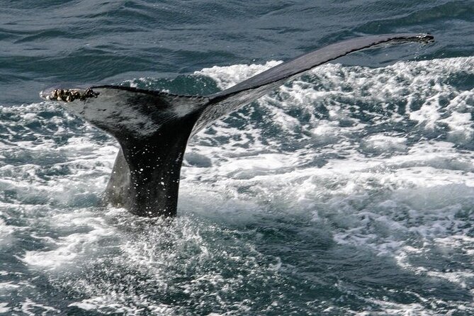 Husavik Family-Owned and Operated Whale Watching - Safety and Accessibility