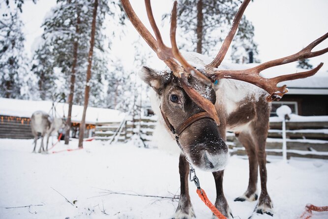 Husky and Reindeer Farm Visit With Snowmobiling - Requirements and Restrictions