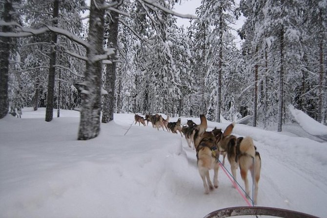 Husky Safari From Levi 2 KM or 5 KM With Husky Sledge Ride - Safety Considerations