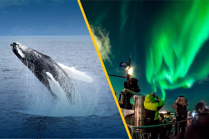 Iceland Super Saver: Northern Lights Cruise Plus Whale-Watching Tour From Reykjavik - Accessibility and Transportation Options