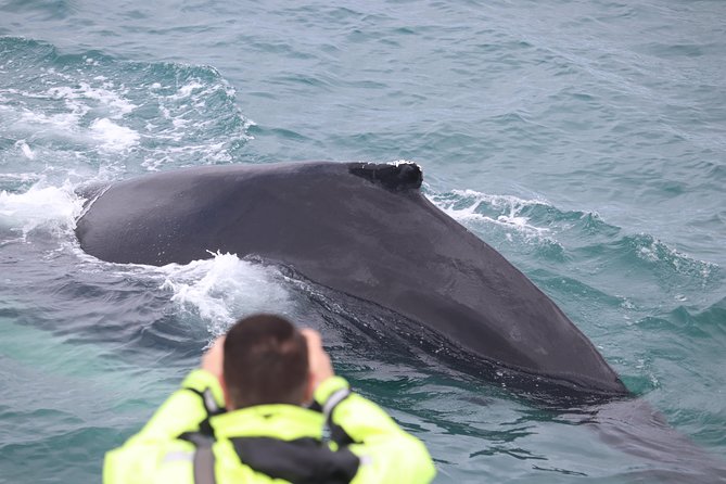 Iceland Super Saver: Puffin Cruise Plus Whale-Watching Tour From Reykjavik - Spotting Whales, Dolphins, and Porpoises