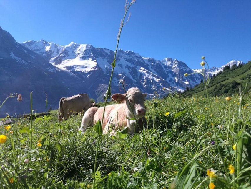 Interlaken: 72 Waterfalls Valley & Lauterbrunnen E-Bike Tour - Cycling Through Forests