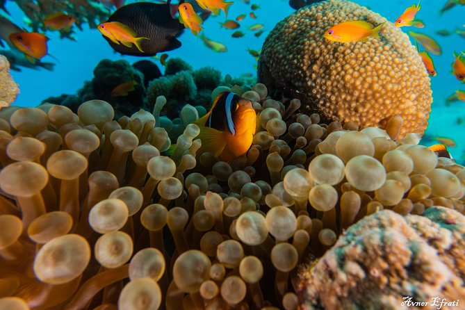 Introduction Diving at Coral Reef With Instructor - 40 Minutes - Diving Duration