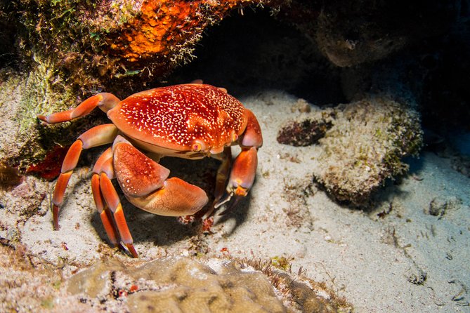 Introduction Shore Dive With Scubacão (1 Dive) - Reef Dive and Marine Life