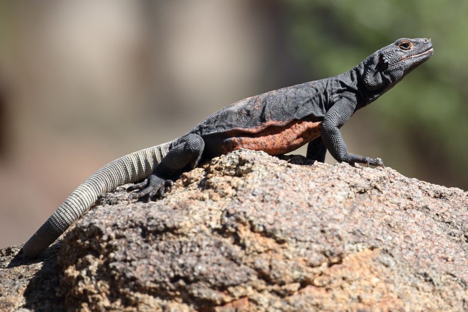 Joshua Tree National Park: Self-Driving Audio Tour - Spotting Wildlife