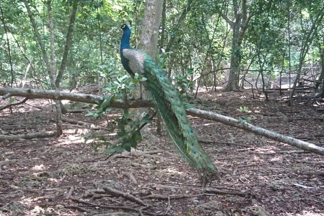 Jozani Forest Reserve Half-Day Guided Tour From Zanzibar - Mangrove Swamp Boardwalk