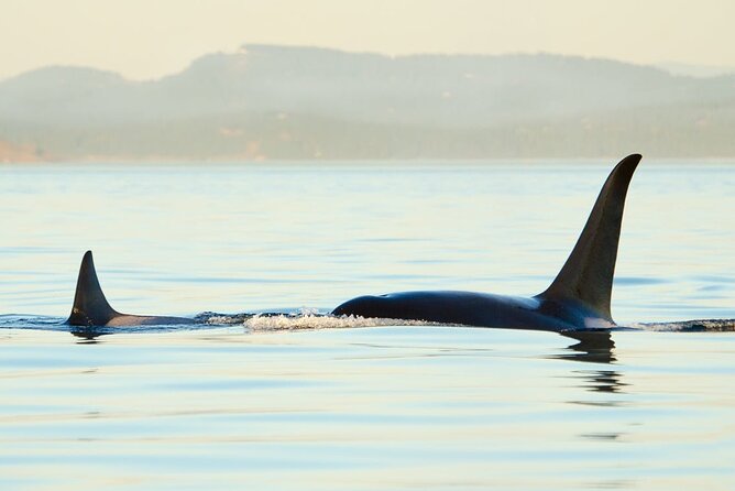 Juneau Wildlife Whale Watching - Vessel and Amenities