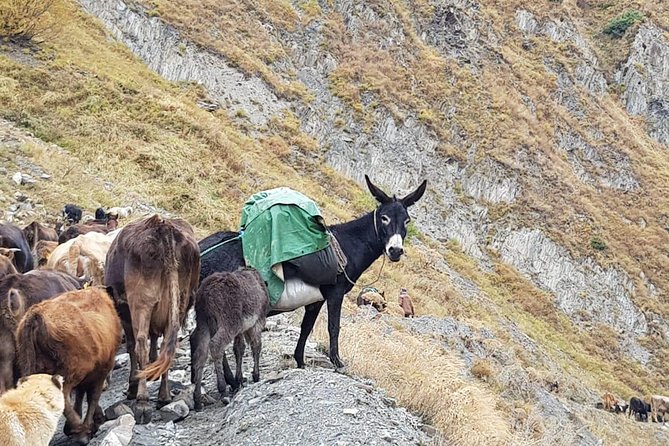 Kazbegi MOUNTAIN Tour (Military Way) + MANY NEW LOCATIONS - Pricing and Reviews