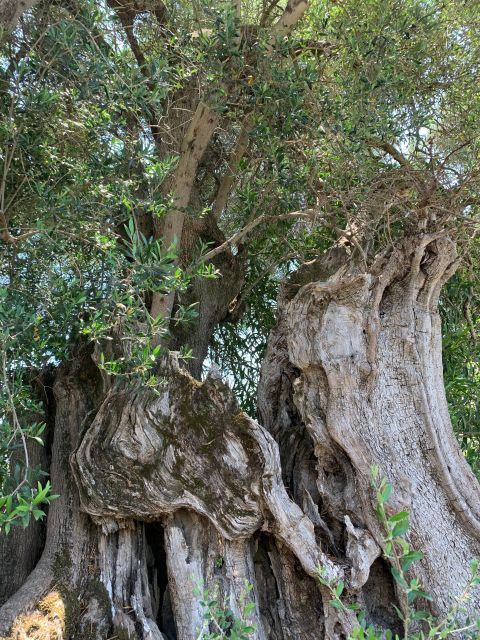 Kefalonia Farm Tour on E-Bikes - Frequently Asked Questions