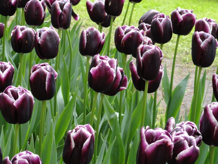 Keukenhof: Flower Fields Small-Group Cultural Bike Tour - Inclusions