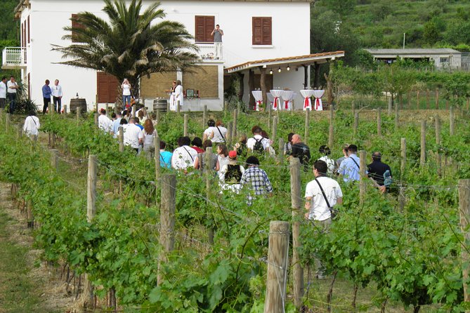 Konavle Valley Wine Tour From Dubrovnik With Train Ride and Wine Tasting - Inclusion and Tour Highlights