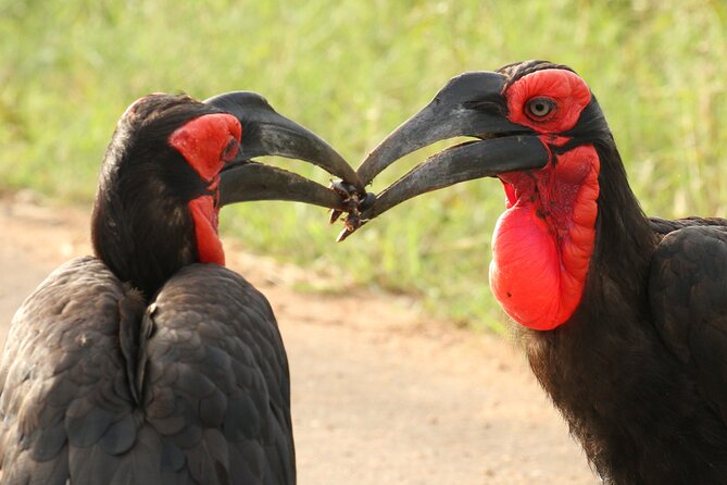 Kruger National Park in a Open Safari Vehicle - Full Day - Booking Information