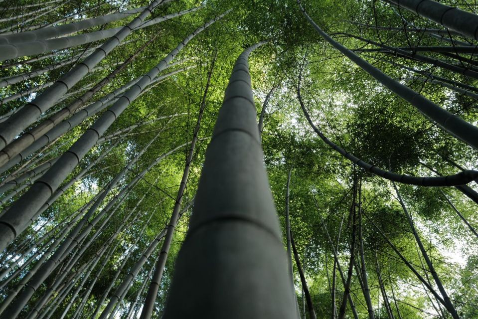 Kyoto: Early Morning Tour With English-Speaking Guide - Arashiyama