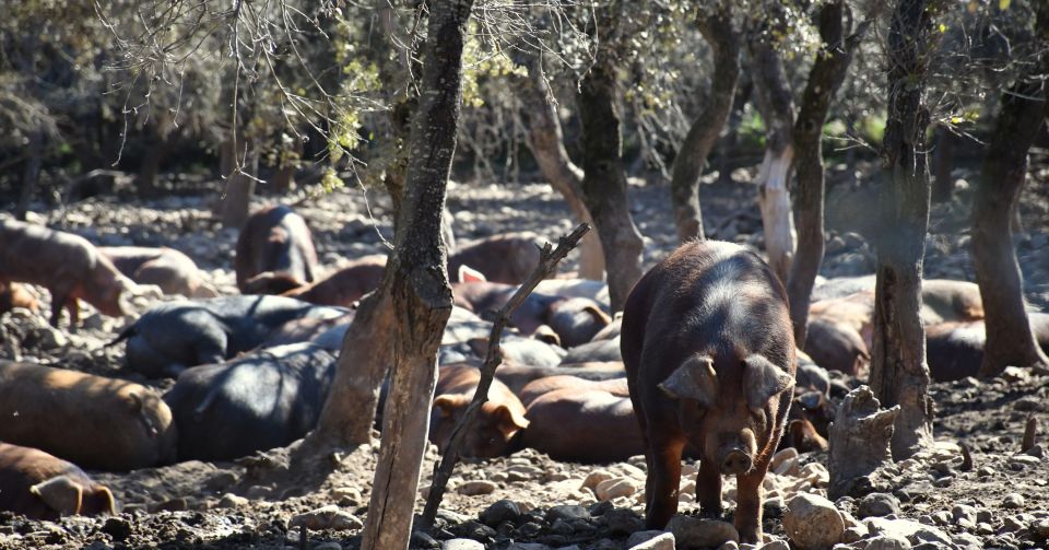 La Rioja: Iberian Ham Farm Tour and Tasting With Wine - Customer Reviews and Ratings