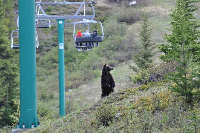 Lake Louise Summer Gondola Experience - Preparing for Your Visit