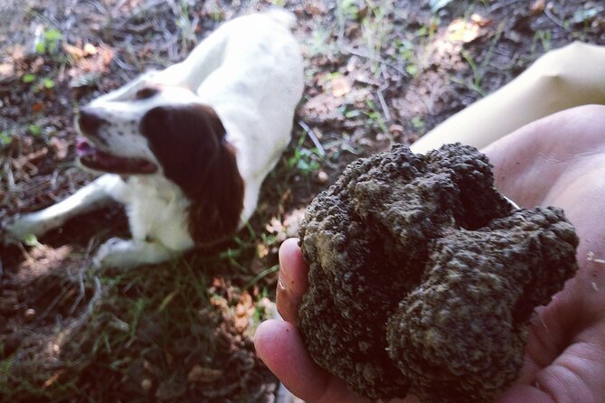 Langhe Truffle Hunting Experience - Provided Gear and Transportation