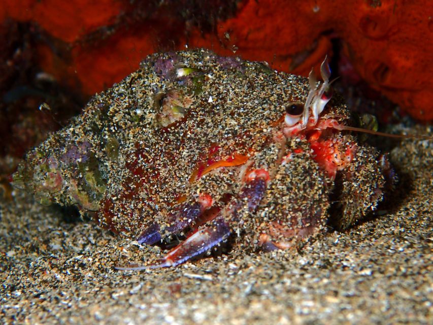 Lanzarote: Beginner Diving Course Costa Teguise (2 Dives) - Marine Life Encounters