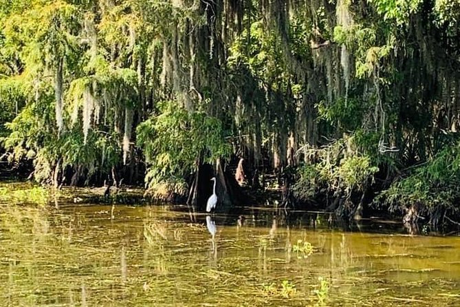 Large Airboat Swamp Tour With Transportation From New Orleans - Wildlife Experience