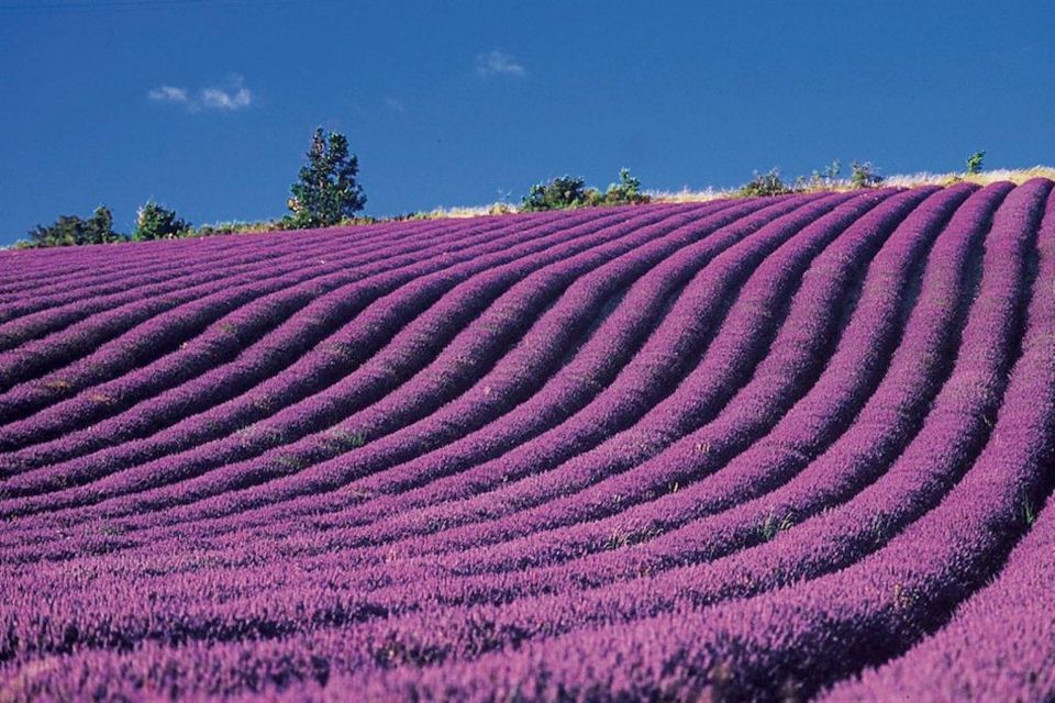 Lavender Fields Tour - Lake of Sainte-Croix