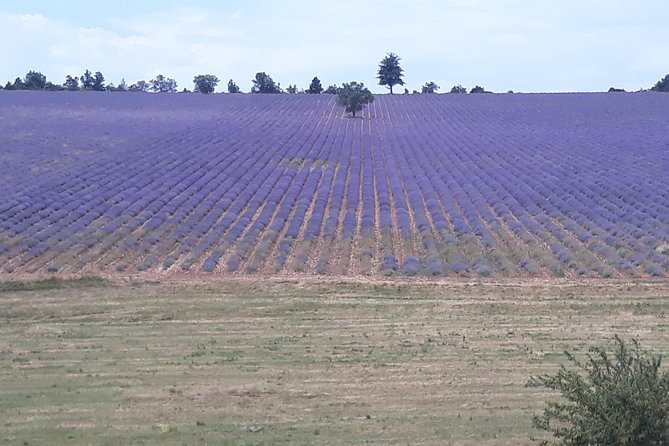 Lavender Tour Sault From Marseille - Cancellation and Booking Policies