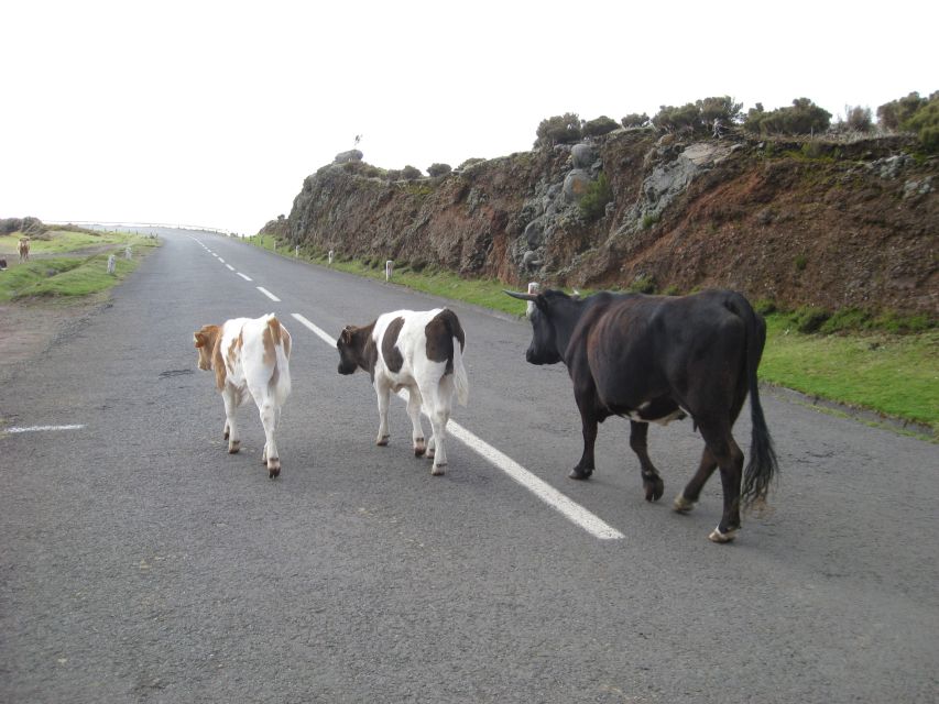 Levada Do Alecrim (Madeira Lakes) Full-Day Walk - Suitability and Restrictions