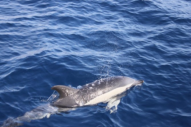 Lobos Island - the Dolphin Route - Beverages and Lunch Provided