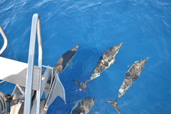 Los Gigantes Clifs Small-Group Sail Tour With Lunch - Suitability of Tour