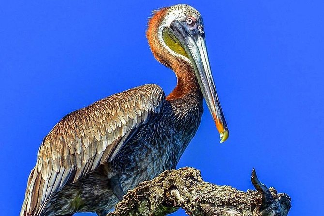 Los Haitises & Cayo Levantado (Lunch Included, From Samana in Catamaran or Boat) - Important Notes and Recommendations