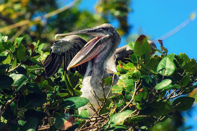 Los Haitises National Park - Hiking in Rain Forest + Private Boat to Caves - Accessibility and Considerations