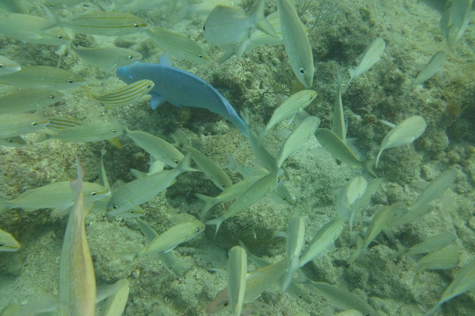 Lower Grand Lagoon: Panama City Beach Guided Snorkeling Tour - Itinerary Details