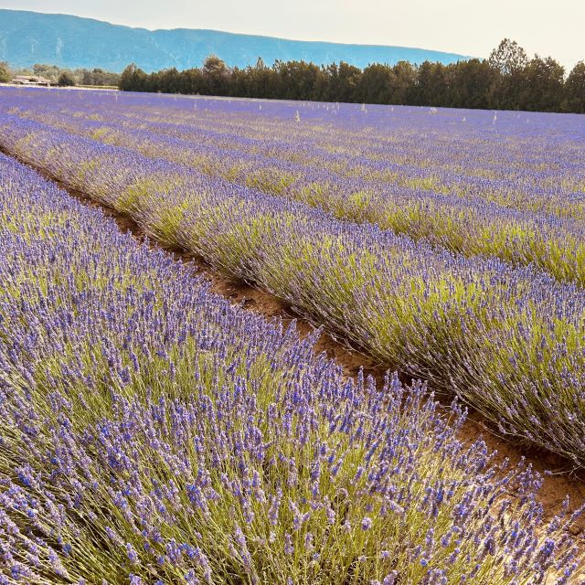 Luberon & Lavender Fields Tour - Accessibility Information