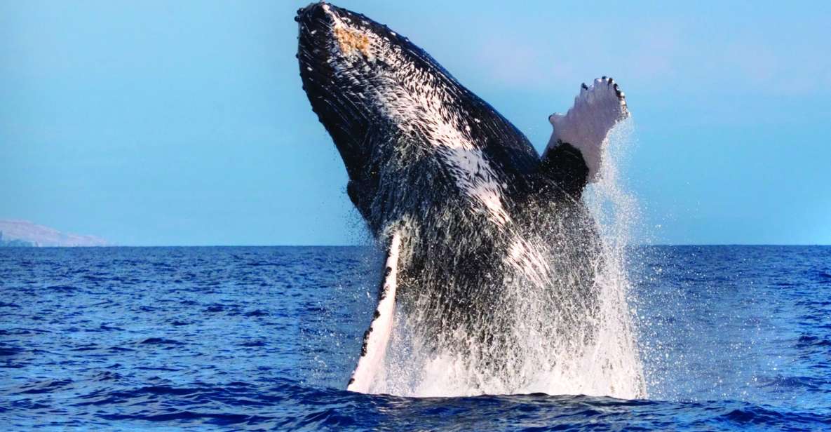 Maalaea: Small Group 2-Hour Whale Watch Experience - Inclusions in the Tour