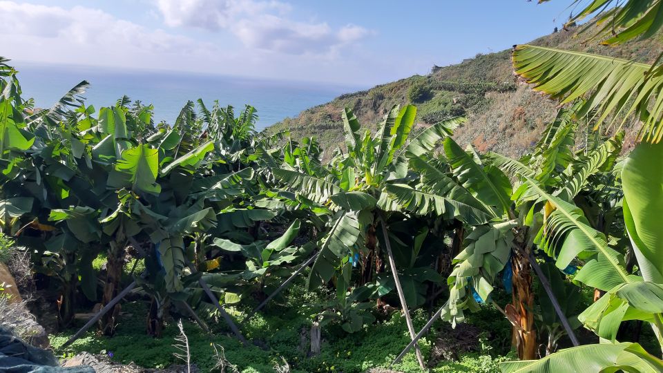 Madeira: Private Banana Farm Tour With Pickup - Suitability