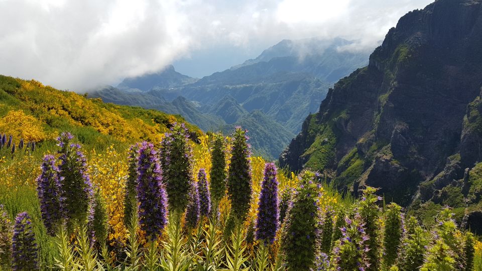 Madeira: Private Guided Pico Areeiro to Pico Ruivo Hike PR1 - Discovering Madeiras Flora and Fauna