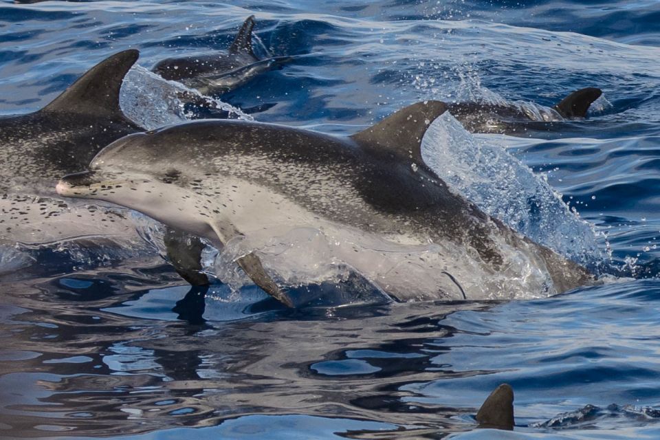 Madeira: Whale and Dolphin Watching Tour - Inclusions