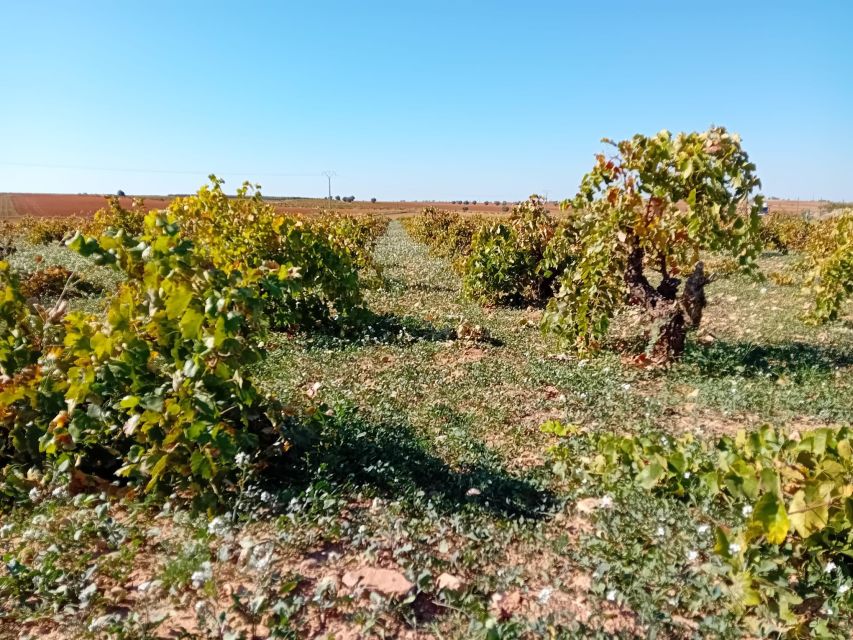 Madrid: Visit Two Wineries Close to the City Centre - Wine Tasting and Techniques