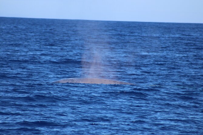 Magic Dolphin Celebrity - Exploring Madeira by Land and Sea