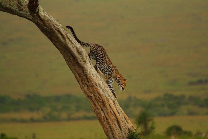 Magical Mara - Meal Inclusions