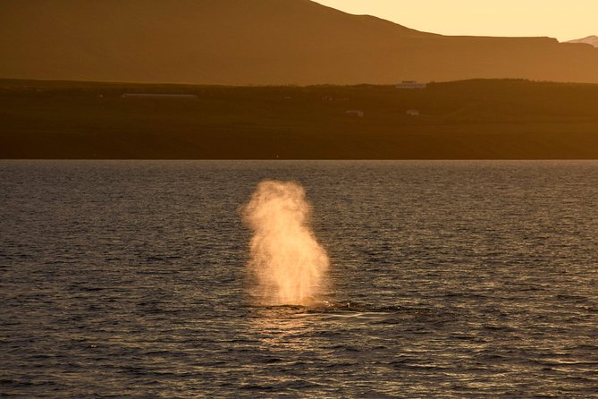 Magical Whales in the Midnight Sun | From Reykjavik - Additional Information