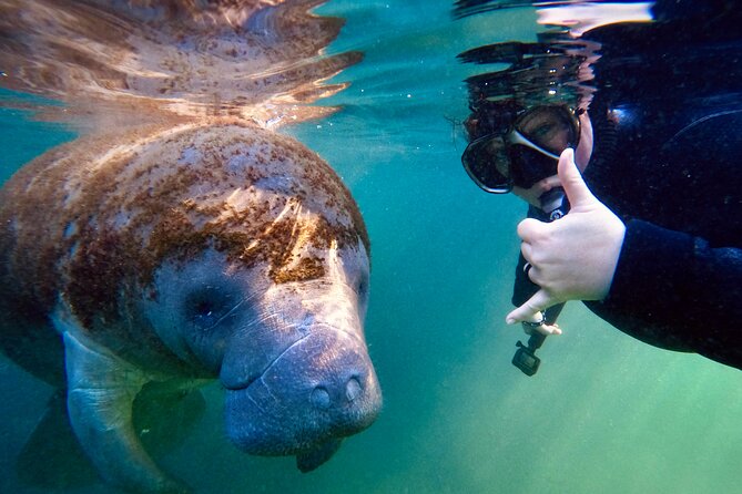 Manatee Adventure, Airboat, Lunch, Wildlife Park With Transport - Wildlife Park Visit