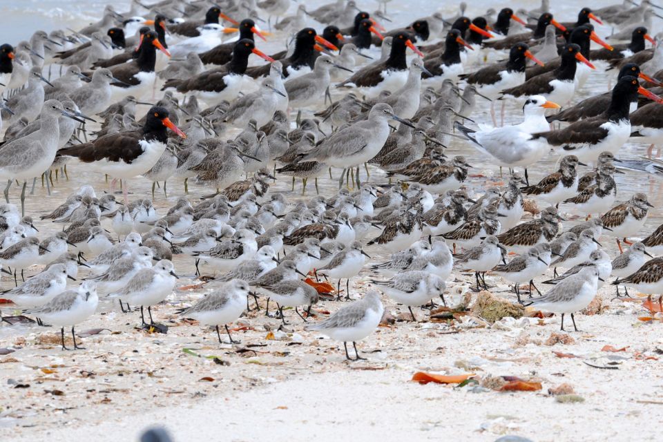 Marco Island: 2-Hour Dolphin, Birding, and Shelling Tour - Meeting Point