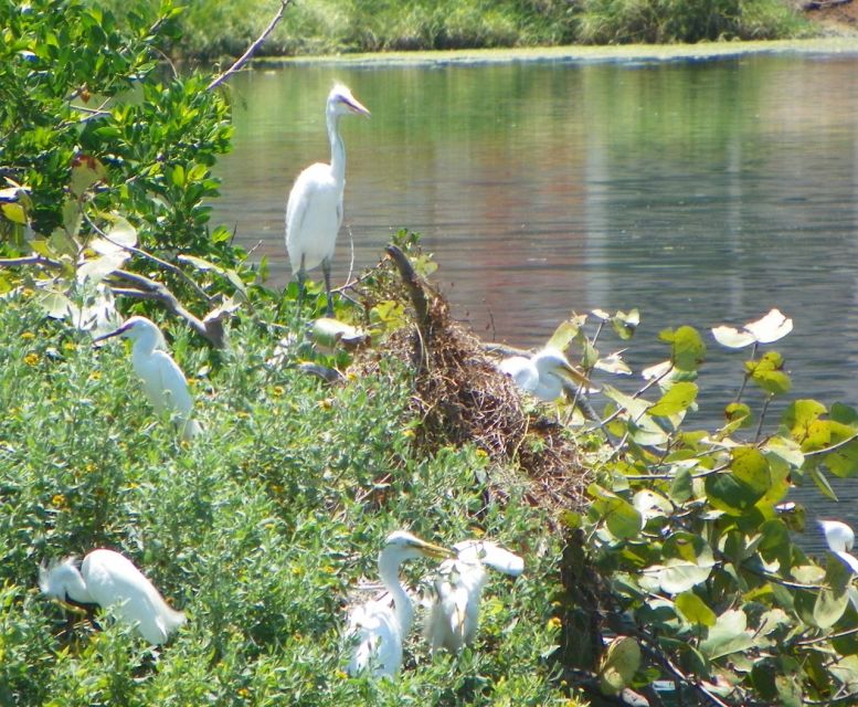 Marco Island, FL: Nature and History Bicycle Tour - Guided Experience