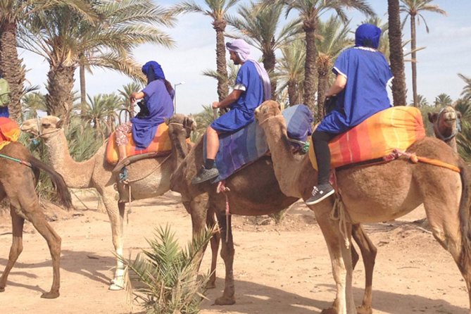 Marrakech Half-Day Camel Ride in Palm Grove - Key Tour Details and Information